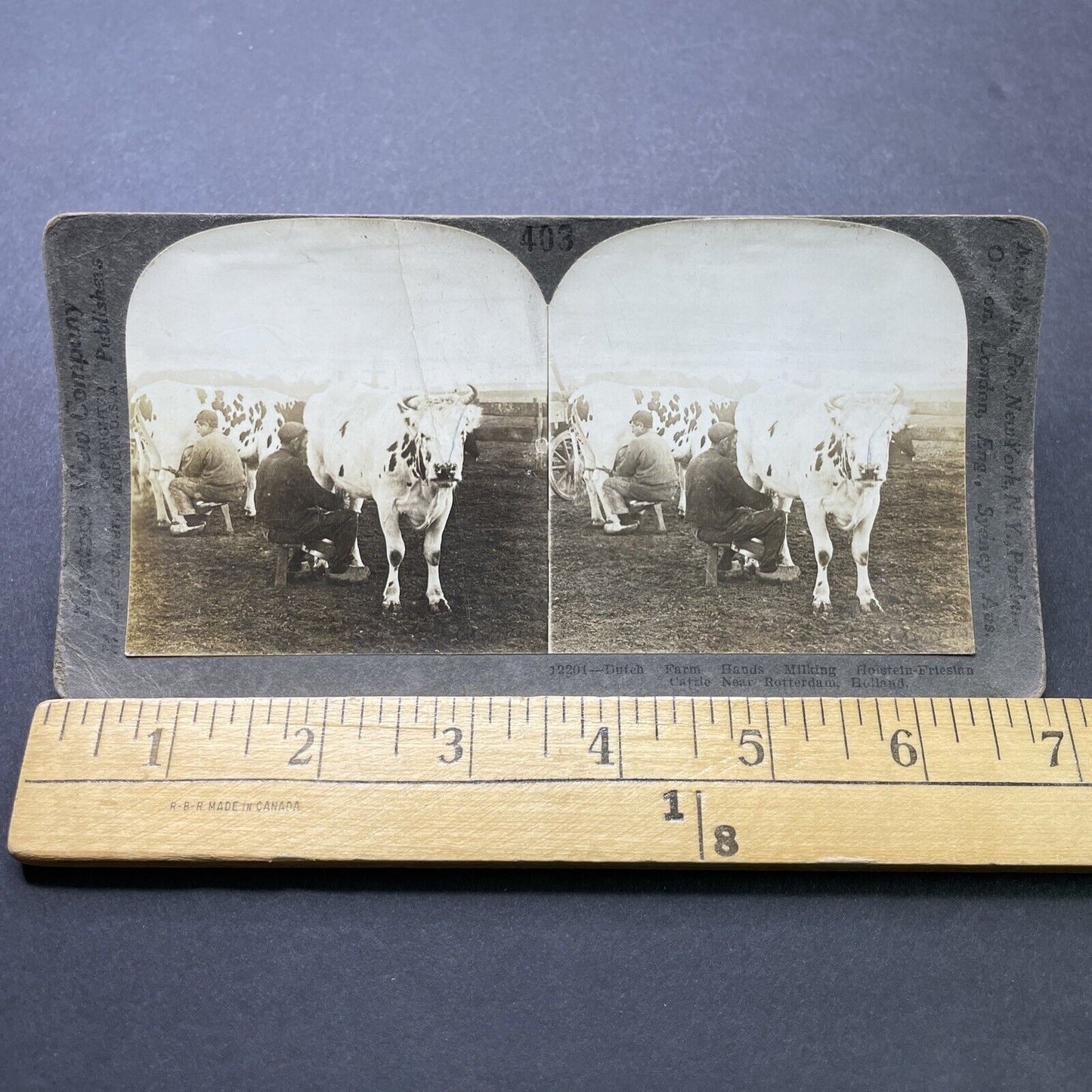 Antique 1906 Dutch Farmers Milking Cows Rotterdam Stereoview Photo Card P2500