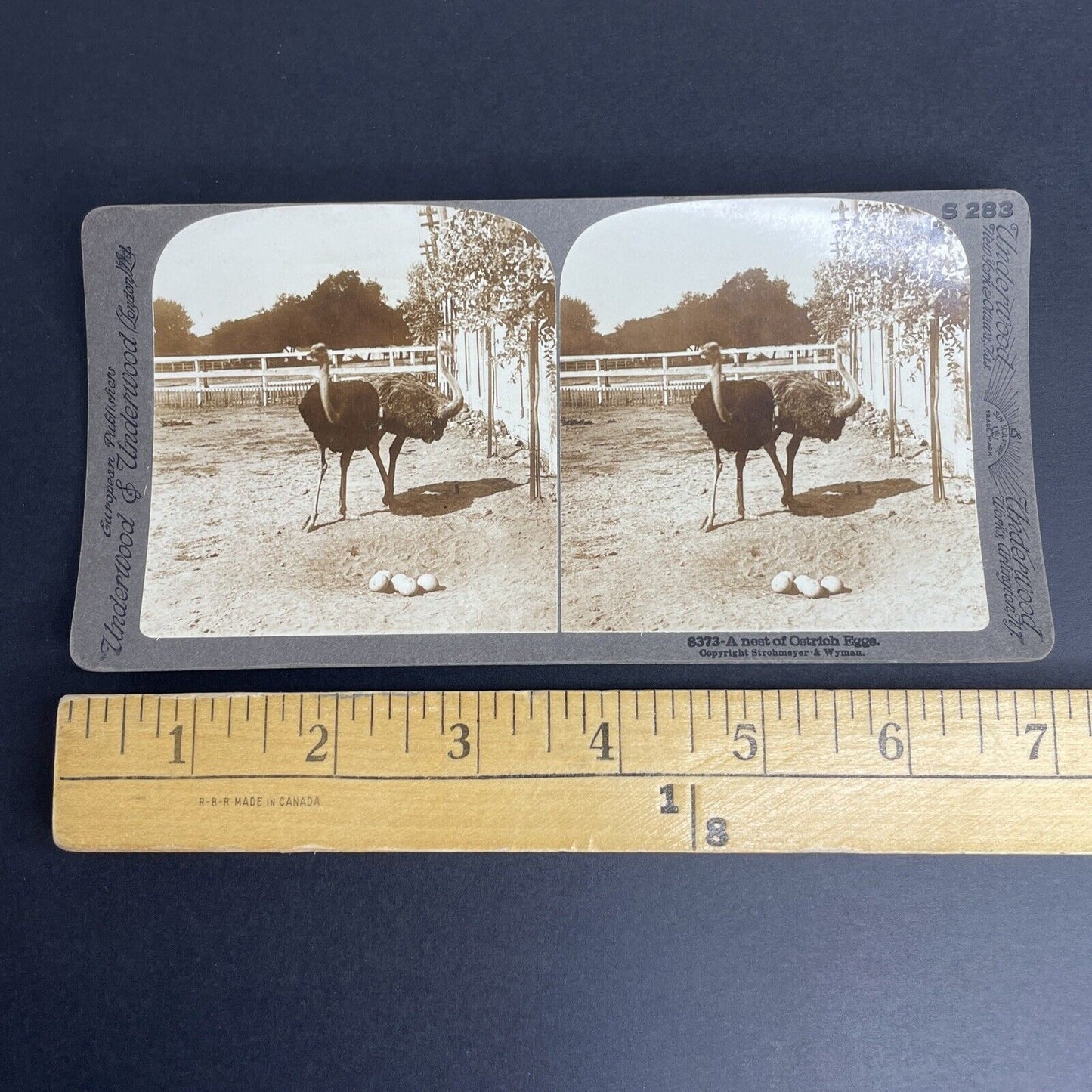 Antique 1908 Ostrich Nest & Eggs California Stereoview Photo Card PC776