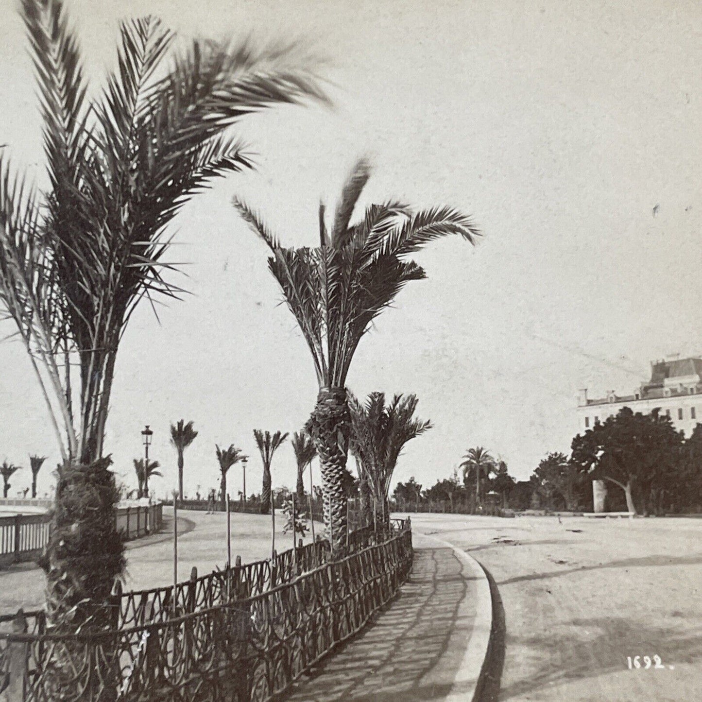 Palm Trees in Nice France Stereoview Jean Andrieu Antique c1870s X3833