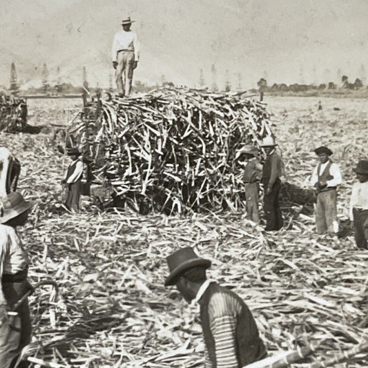 Antique 1910s Sugar Cane Harvest In Ate Peru Stereoview Photo Card P4420