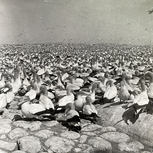 Antique 1918 Millions Of South African Cape Gannets Stereoview Photo Card P1463