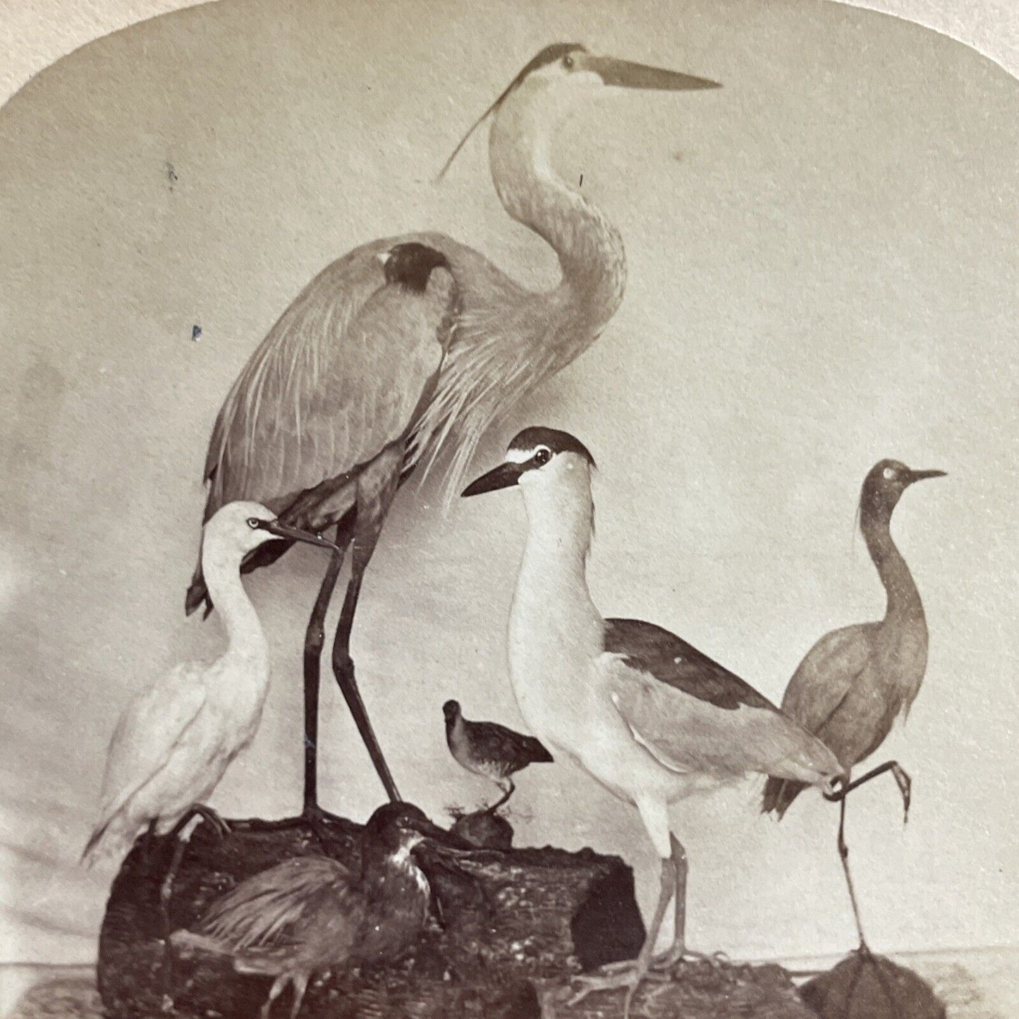 Antique 1880s Stuffed Dead Blue Heron In Florida Stereoview Photo Card P4803