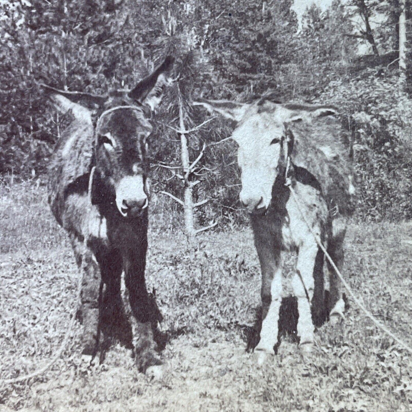 Antique 1900 Two Donkeys Rest Yosemite Park CA Stereoview Photo Card P4005