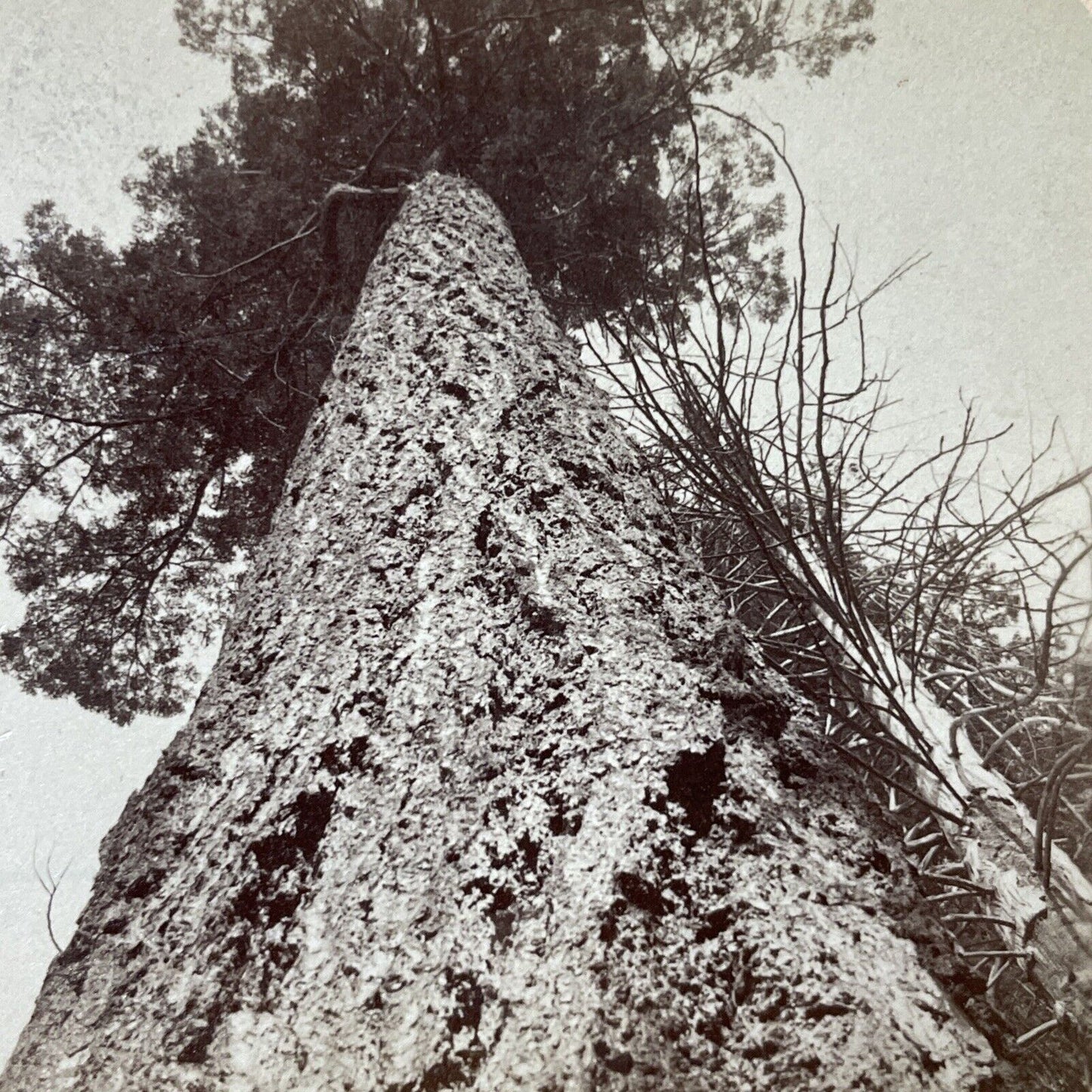 Antique 1900 Giant Pine Tree Stanley Park BC Canada Stereoview Photo Card V3208