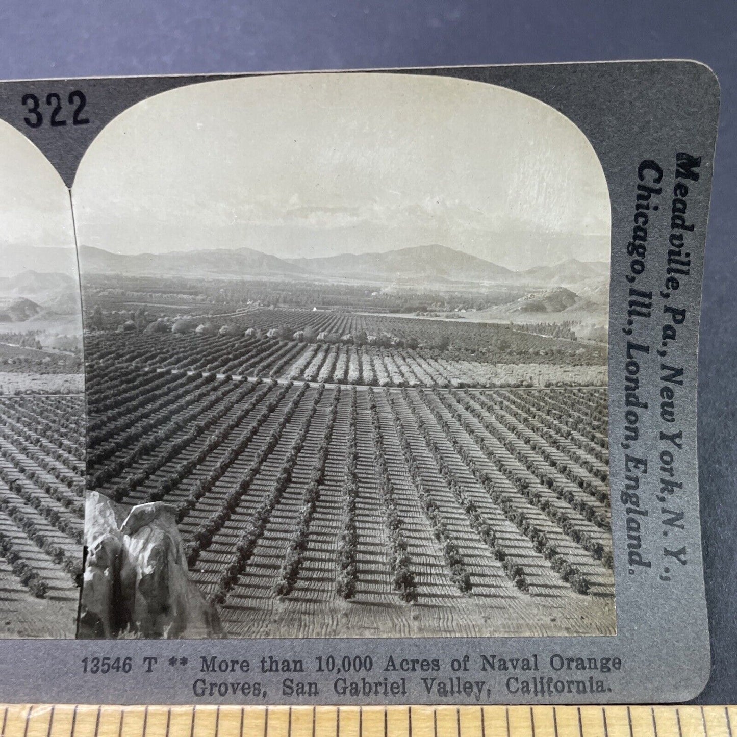 Antique 1910s Oranges Farm In Pasadena California Stereoview Photo Card P3146