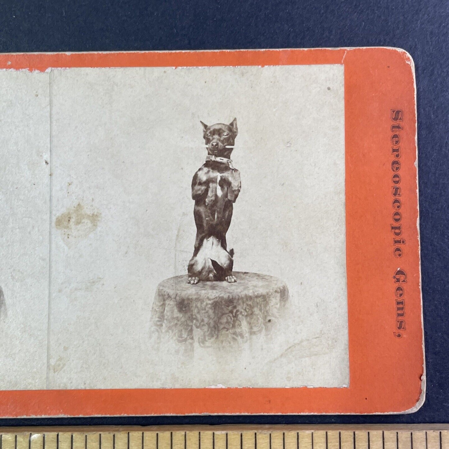 Small Dog Performs Trick Stereoview attributed Jerome Nelson Wilson c1870 Y1337