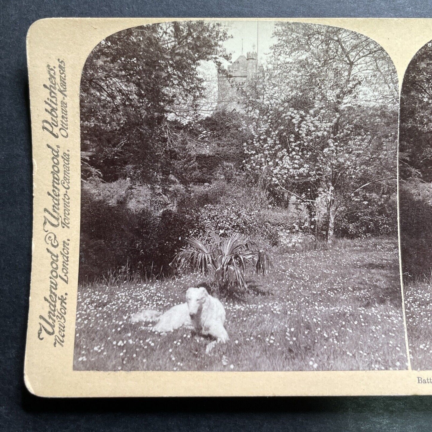 Antique 1900 English Wolfhound Guards Hastings UK Stereoview Photo Card P1277