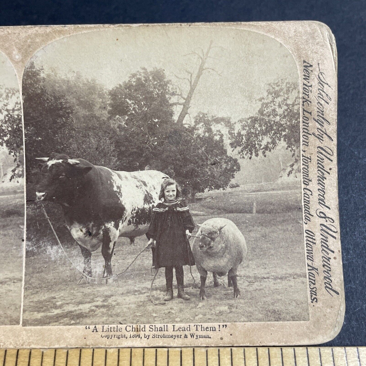 Antique 1894 Little Girl And Large Bull Cow Cattle Stereoview Photo Card P4708