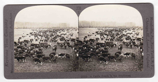 Antique 1910s Cowboys Herding Cattle On The Plains Boise, Idaho Stereo Card P134