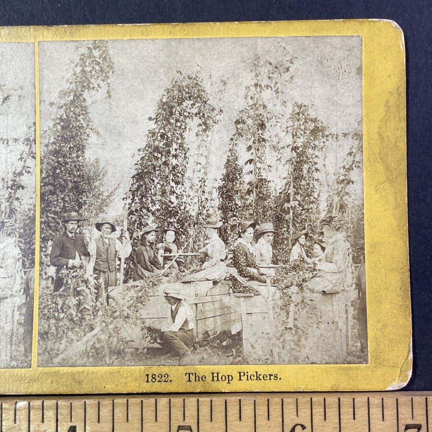 Picking Hops Puget Sound Stereoview Washington State Antique c1870 X2764