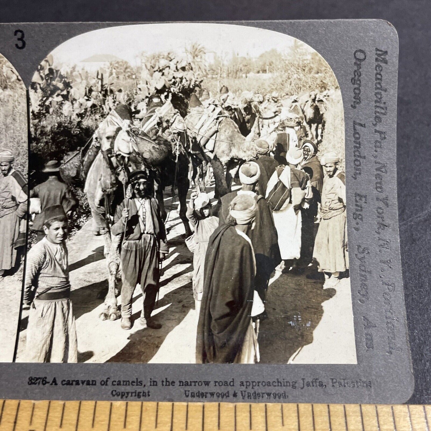 Antique 1910s Desert Warriors On Camels In Israel Stereoview Photo Card P4408