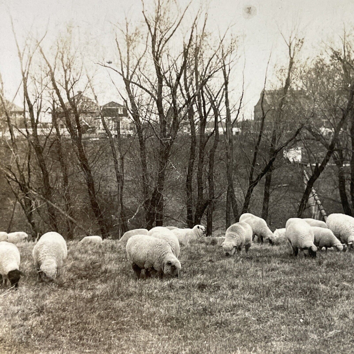 Antique 1920s Sheep Farm At Iowa State College Stereoview Photo Card P3676