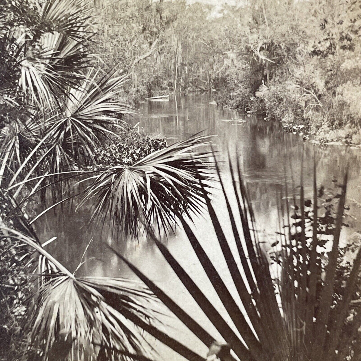 Palmetto Hammock Ocklawaha River Florida Stereoview J.I. Mackey c1885 Y094