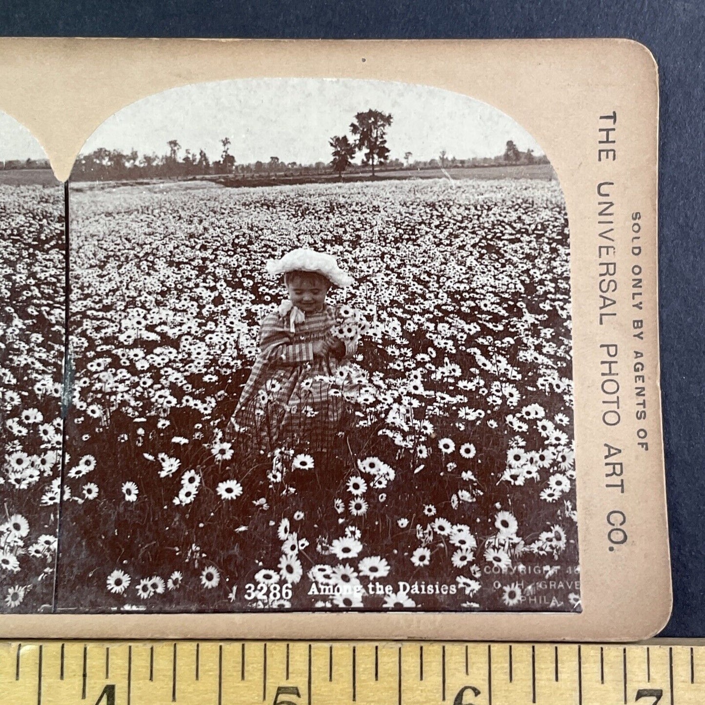 Child In A Field Of Daisies Stereoview CH Graves Antique c1892 X2837