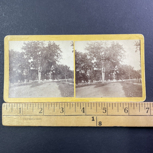 The Great Old Elm Tree Lebanon NH Stereoview Henry Osgood Bly Antique c1870 X968