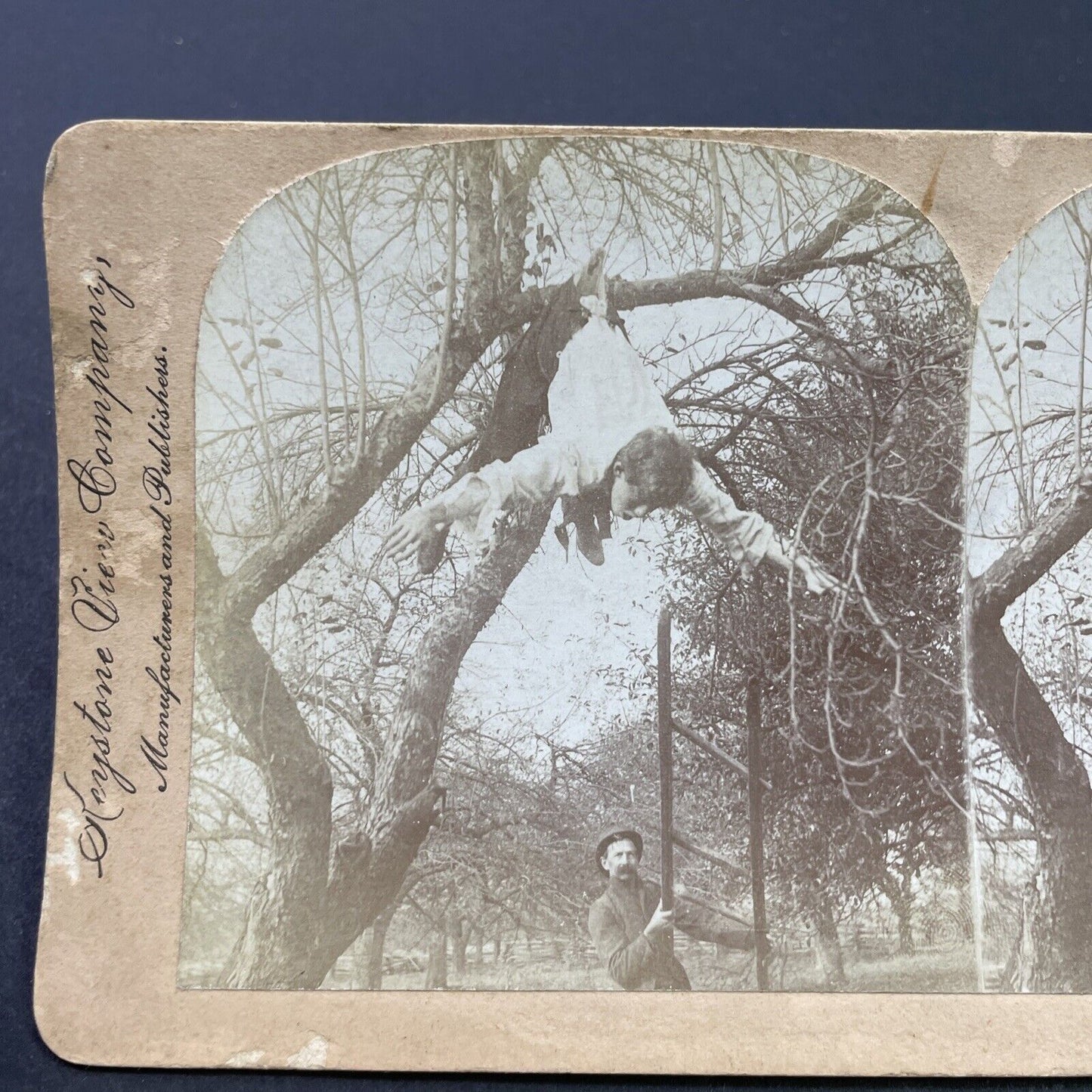 Antique 1900 A Thief Is Hung By Pants In A Tree Stereoview Photo Card P2630