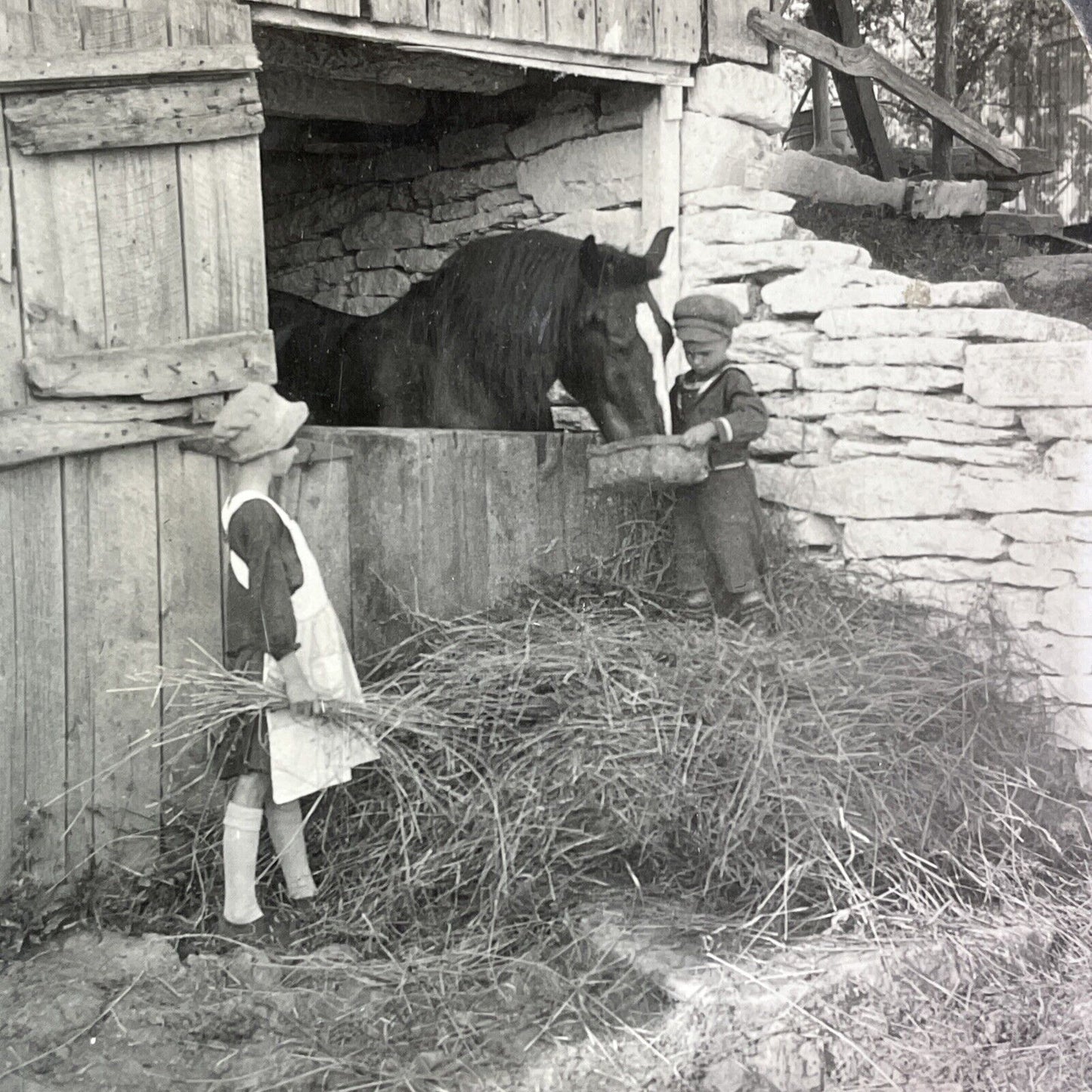 Children Feeding a Horse Stereoview Scarce Late View Antique c1935 Y1251