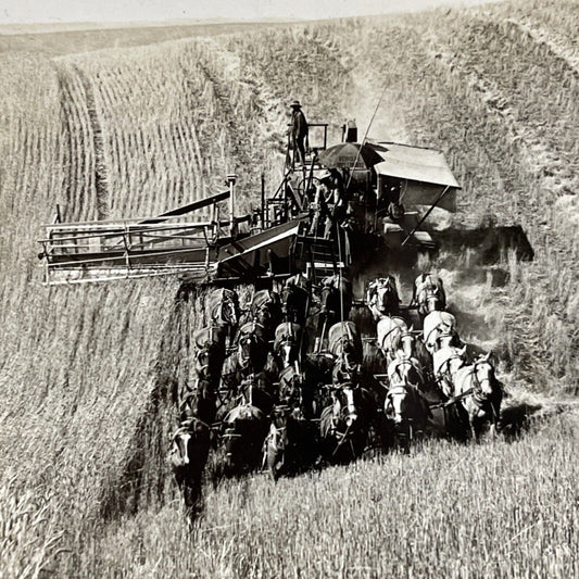 Antique 1910s Horse Drawn Wheat Combine Washington Stereoview Photo Card P3196