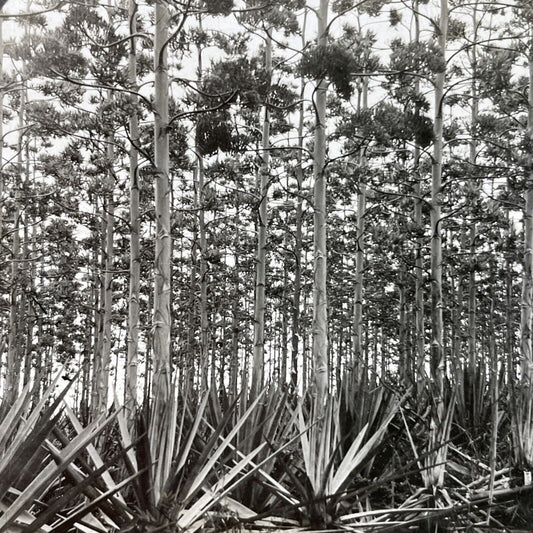 Antique 1910s Sisal Hemp Farm In Uganda Africa Stereoview Photo Card P3715