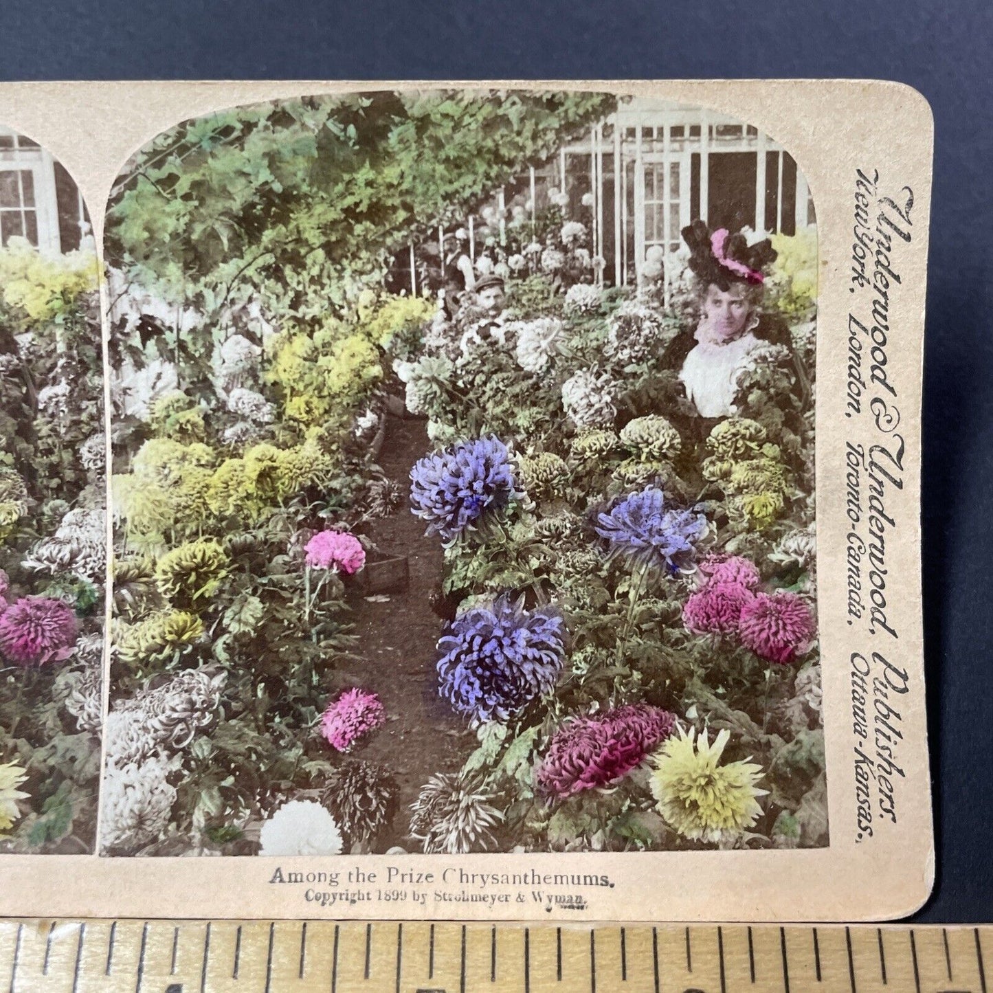 Antique 1899 Victorian Chrysanthemums Garden Stereoview Photo Card V3204