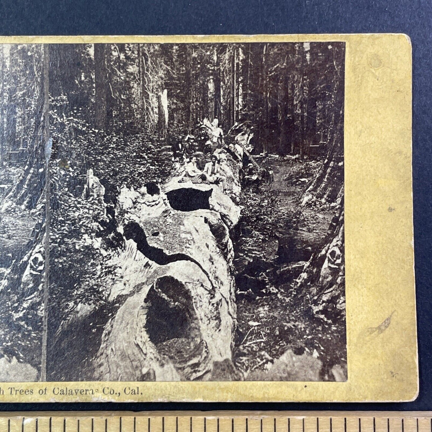 People Sitting On Big Tree Calaveras Stereoview att Thomas Houseworth c1869 Y030