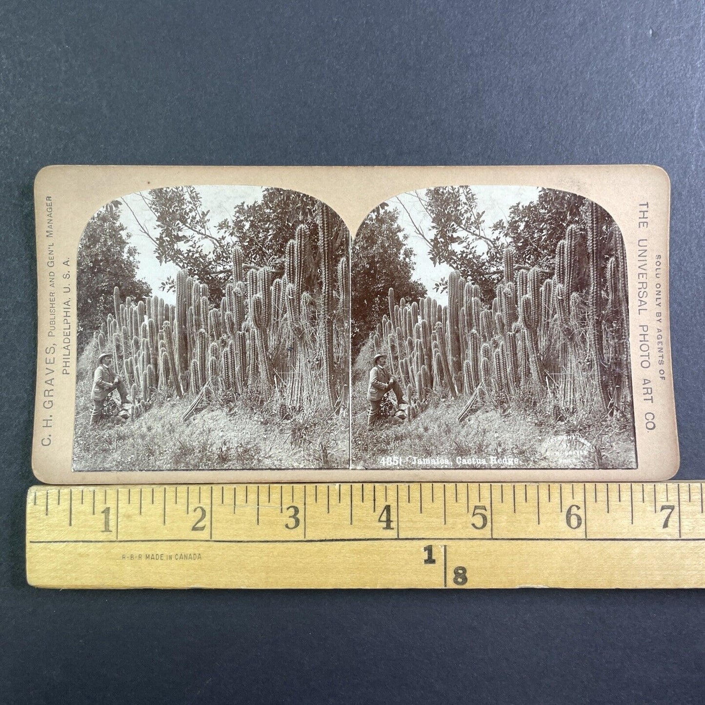 Cactus Patch In Jamaica Stereoview 16.66 Cent Backstamp Antique c1893 X2830