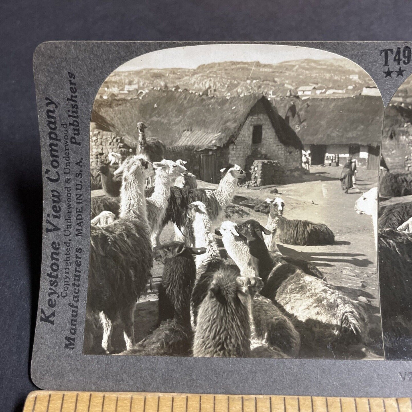 Antique 1910s Llamas In Cerro De Pasco Peru Andes Stereoview Photo Card P4461