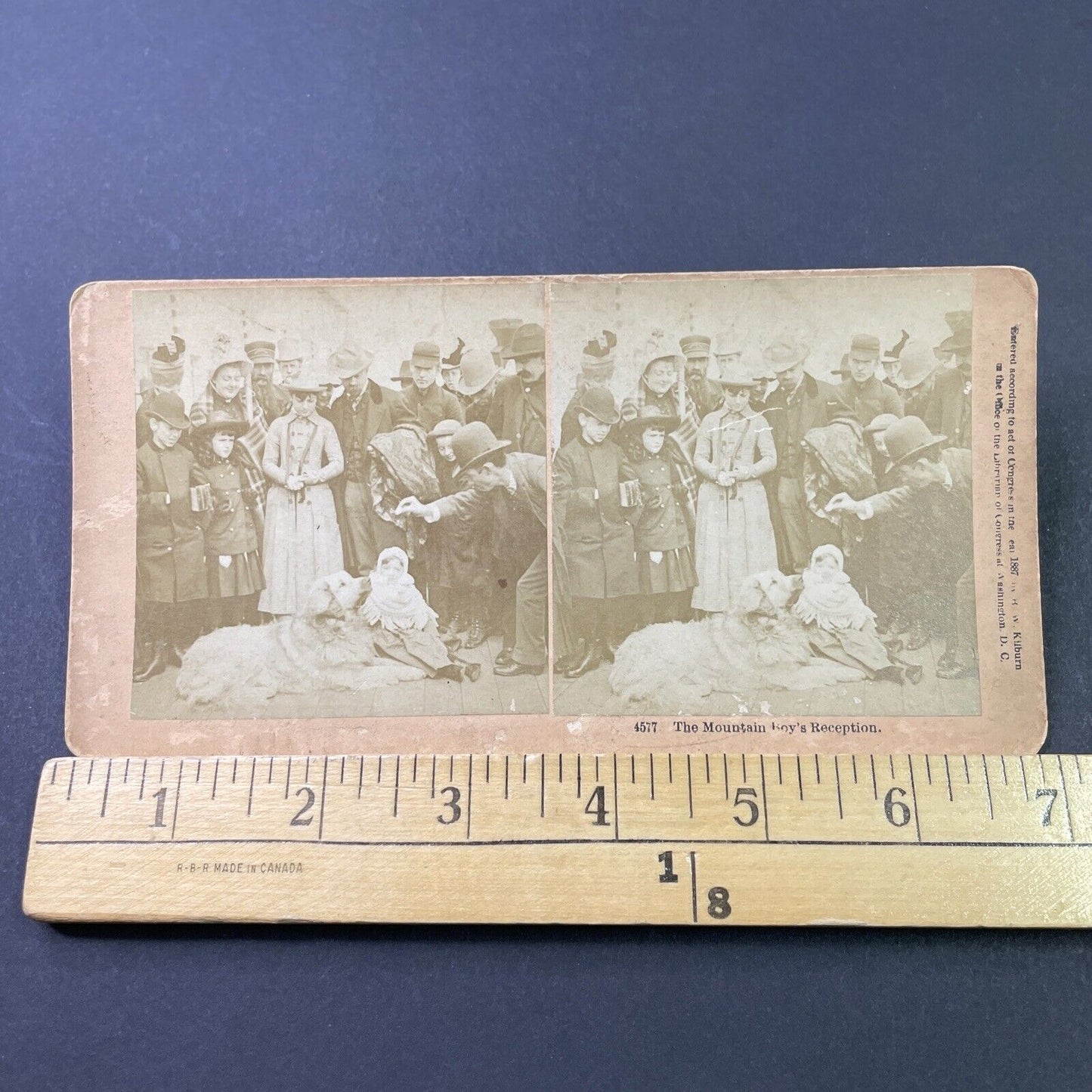 Antique 1887 Crowd Feeds A Golden Retriever Dog Stereoview Photo Card P2918