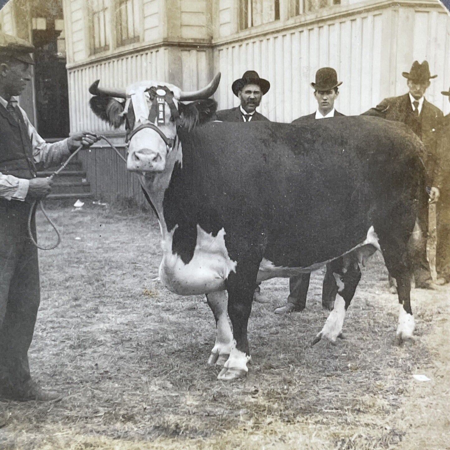 Champion Hereford Cow Toronto Exhibition Stereoview Forest Lady c1909 Y2748