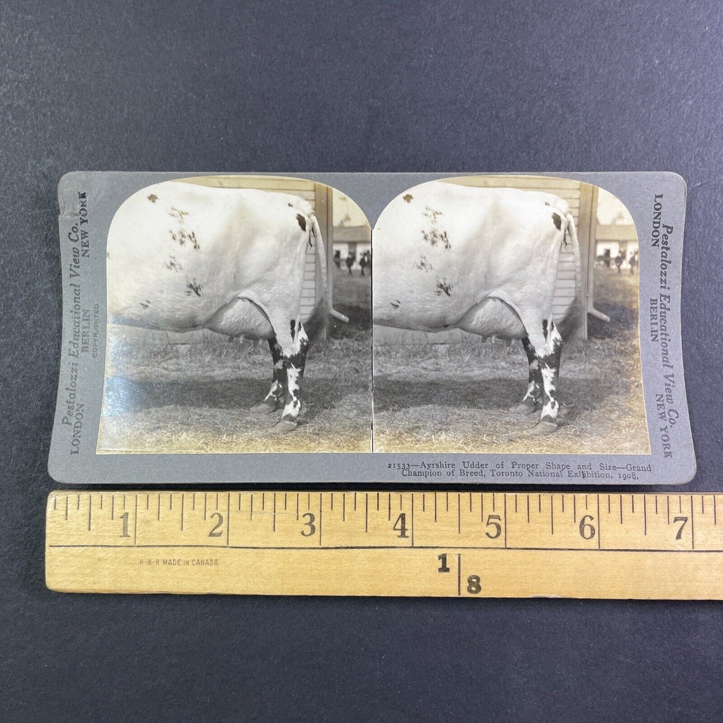 Ayrshire Cow Udder Toronto Exhibition Stereoview Pestalozzi c1909 Y2736