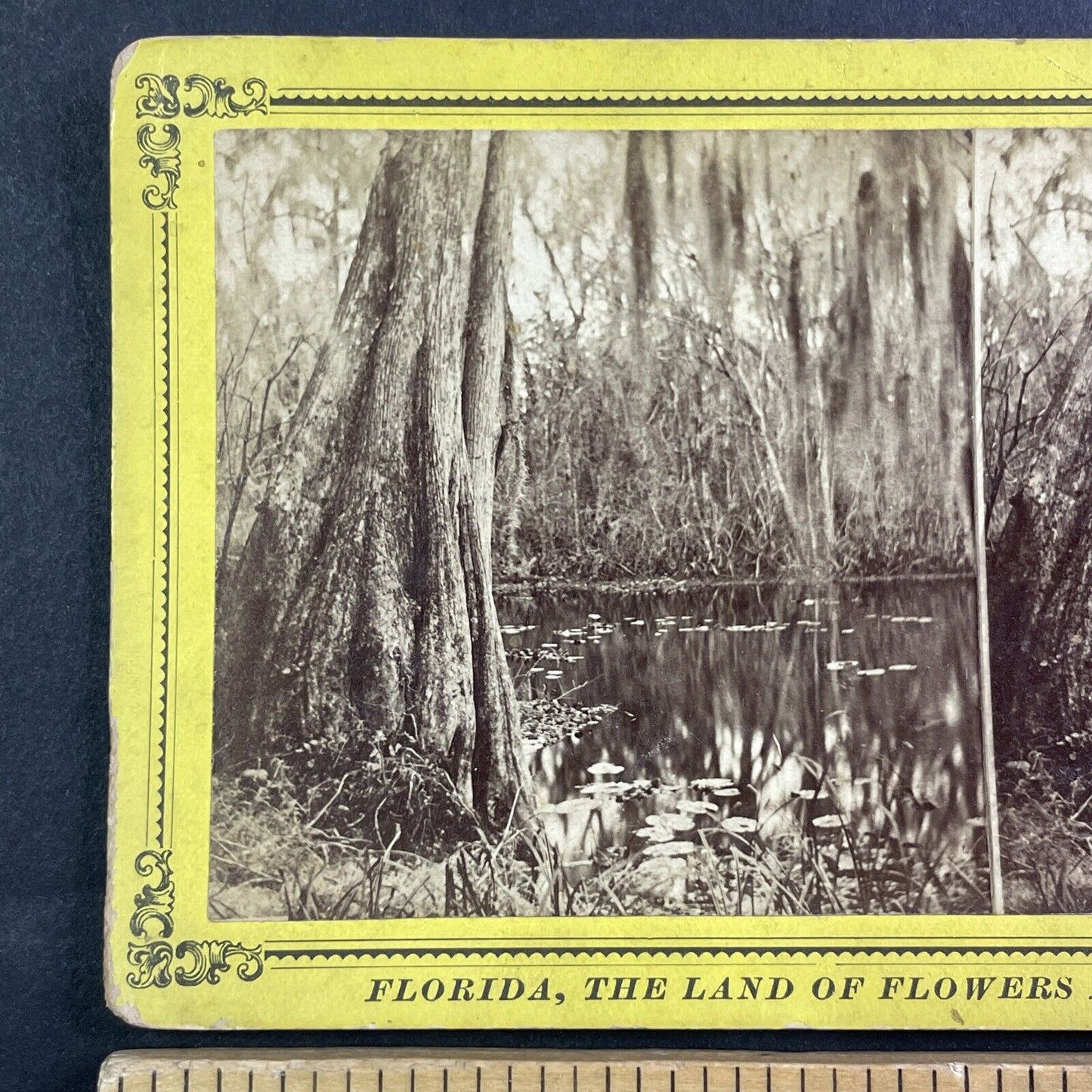 Ocklawaha River Swamp in Florida Stereoview J.I. Mackey Antique c1885 Y095