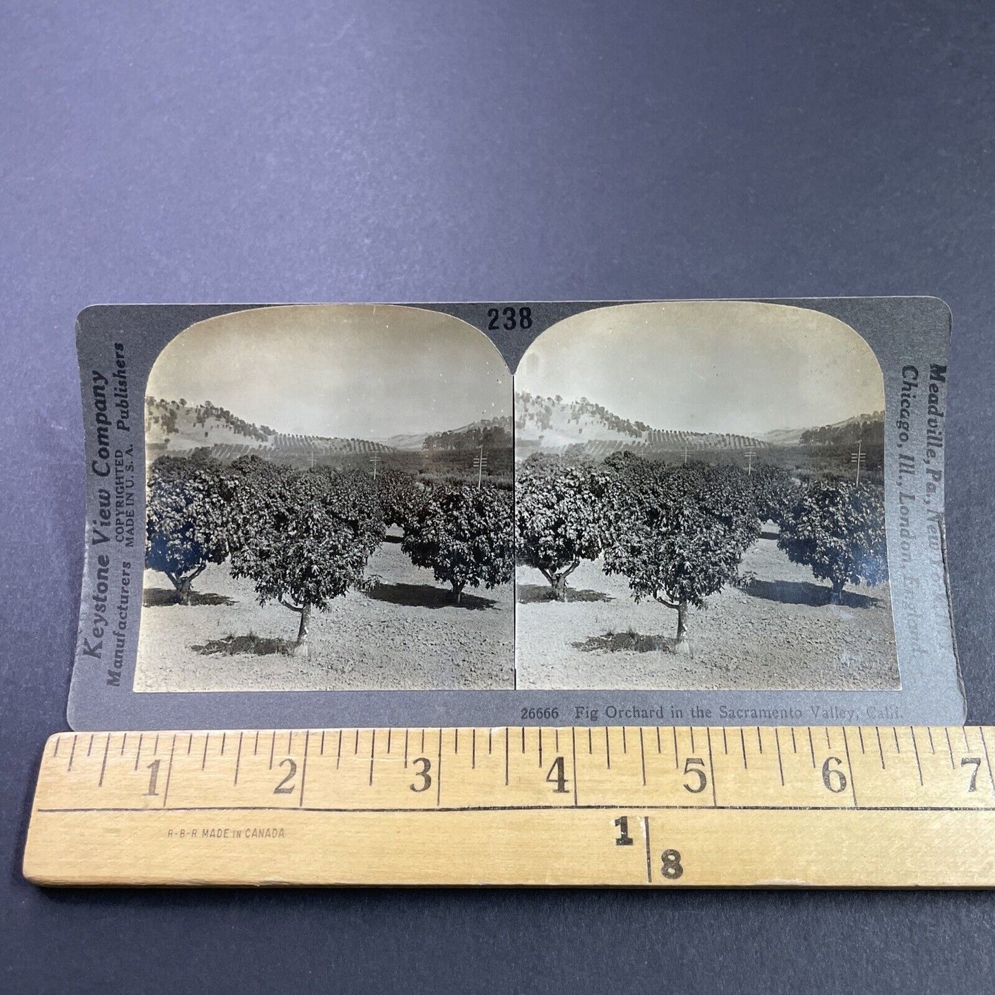 Antique 1920s Fig Orchard Near Yuba City CA Stereoview Photo Card P3733