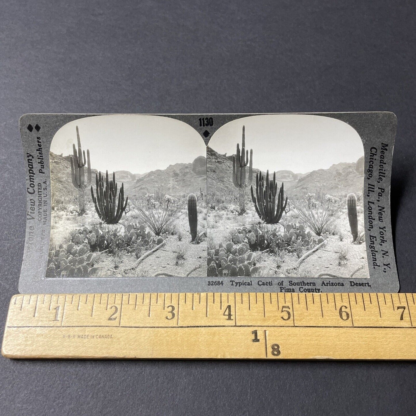 Antique 1920s Cactus Plants Pima County Arizona Stereoview Photo Card V2815