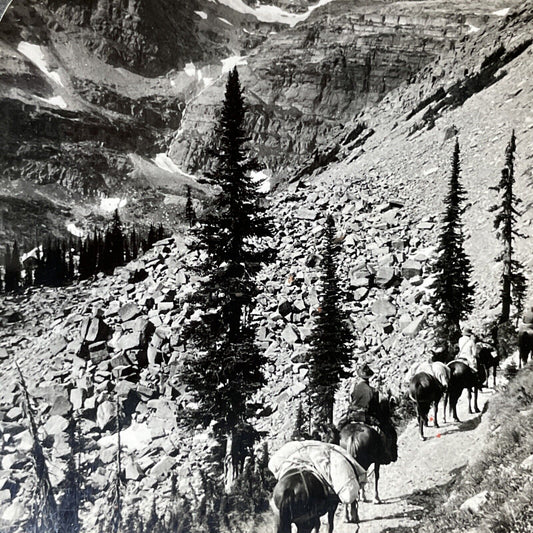 Antique 1910s Horses In Glacier National Park Montana Stereoview Photo Card 2654