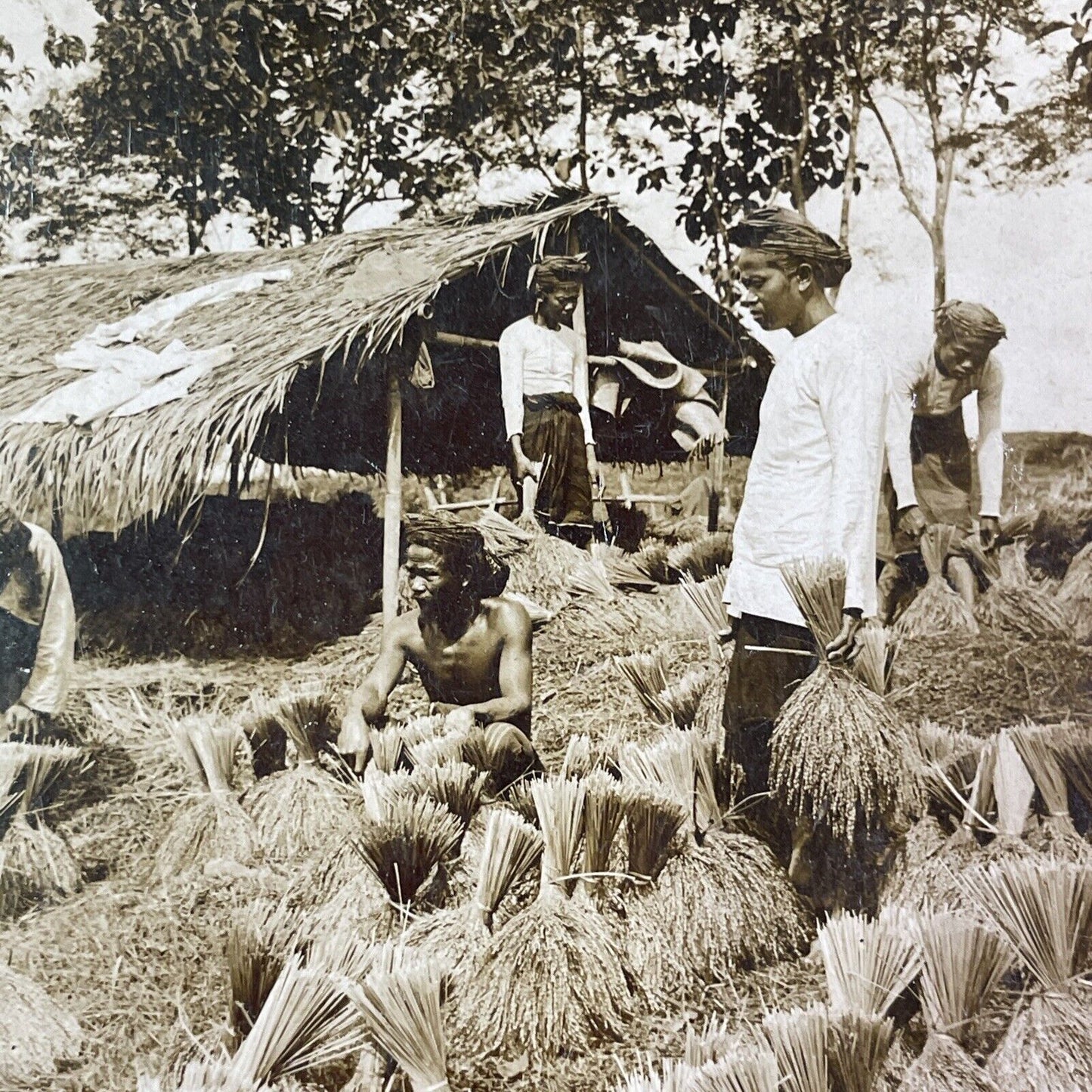 Rice Farmers on Java Island in Indonesia Stereoview Antique c1902 Y1152