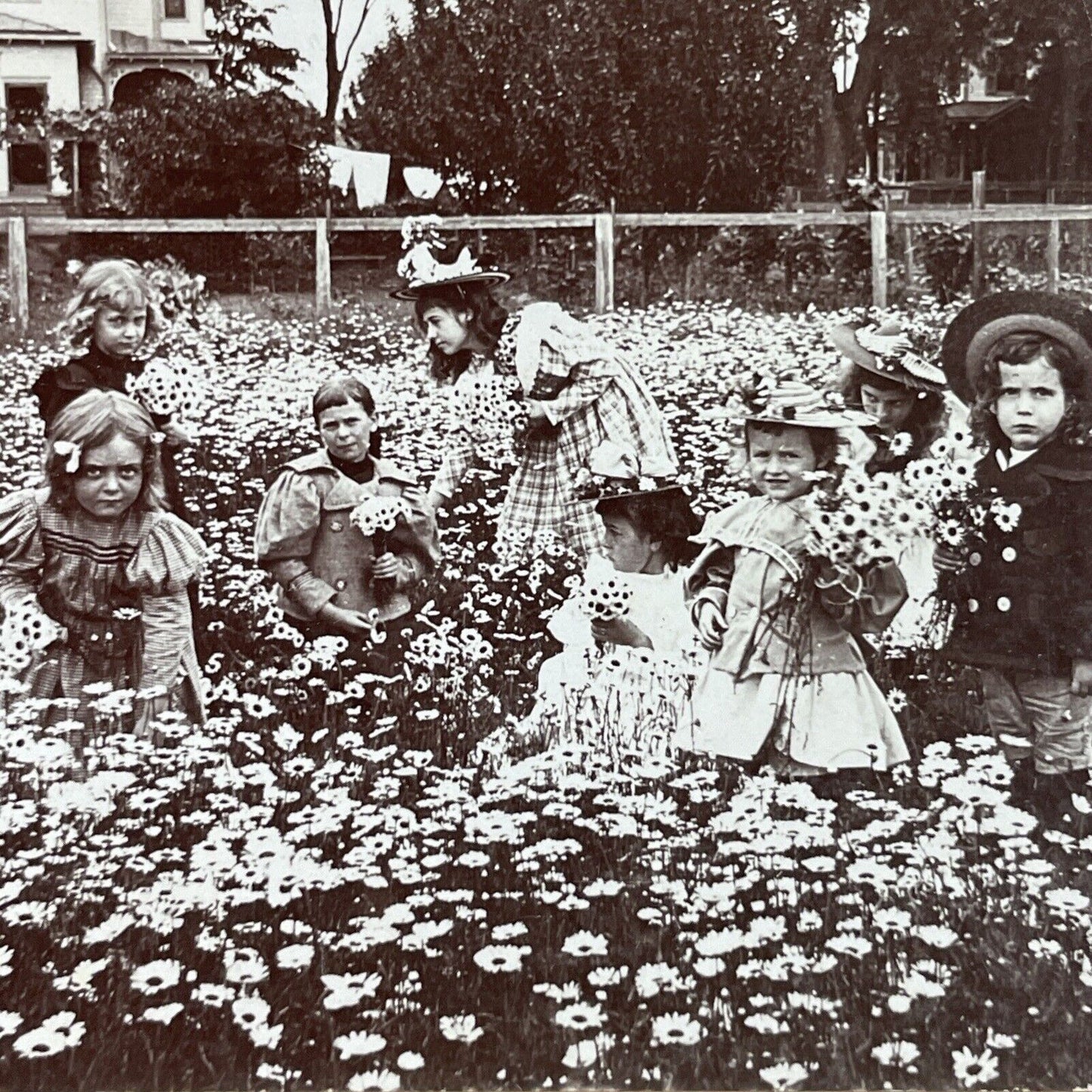 Antique 1899 Children In A Daisy Field Daisies Stereoview Photo Card P3987