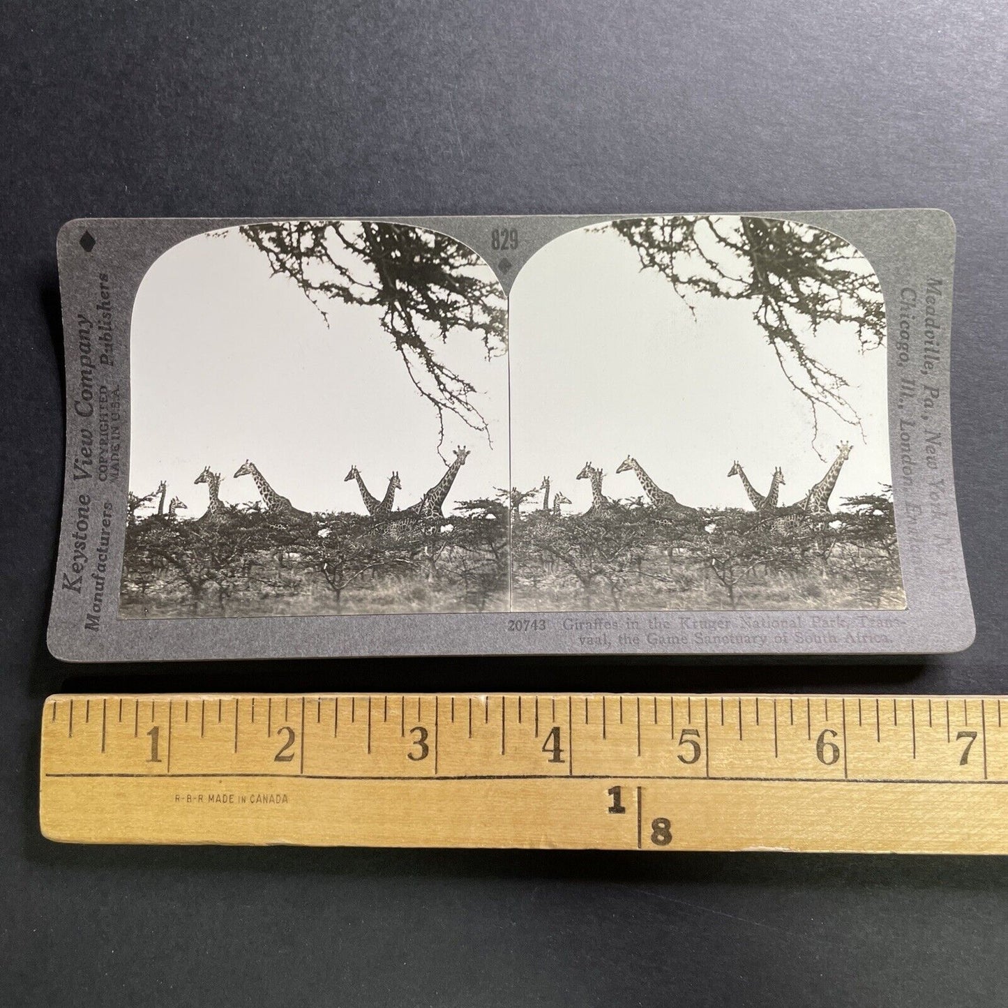 Antique 1930 Curious Giraffes Kruger National Park Stereoview Photo Card P1493