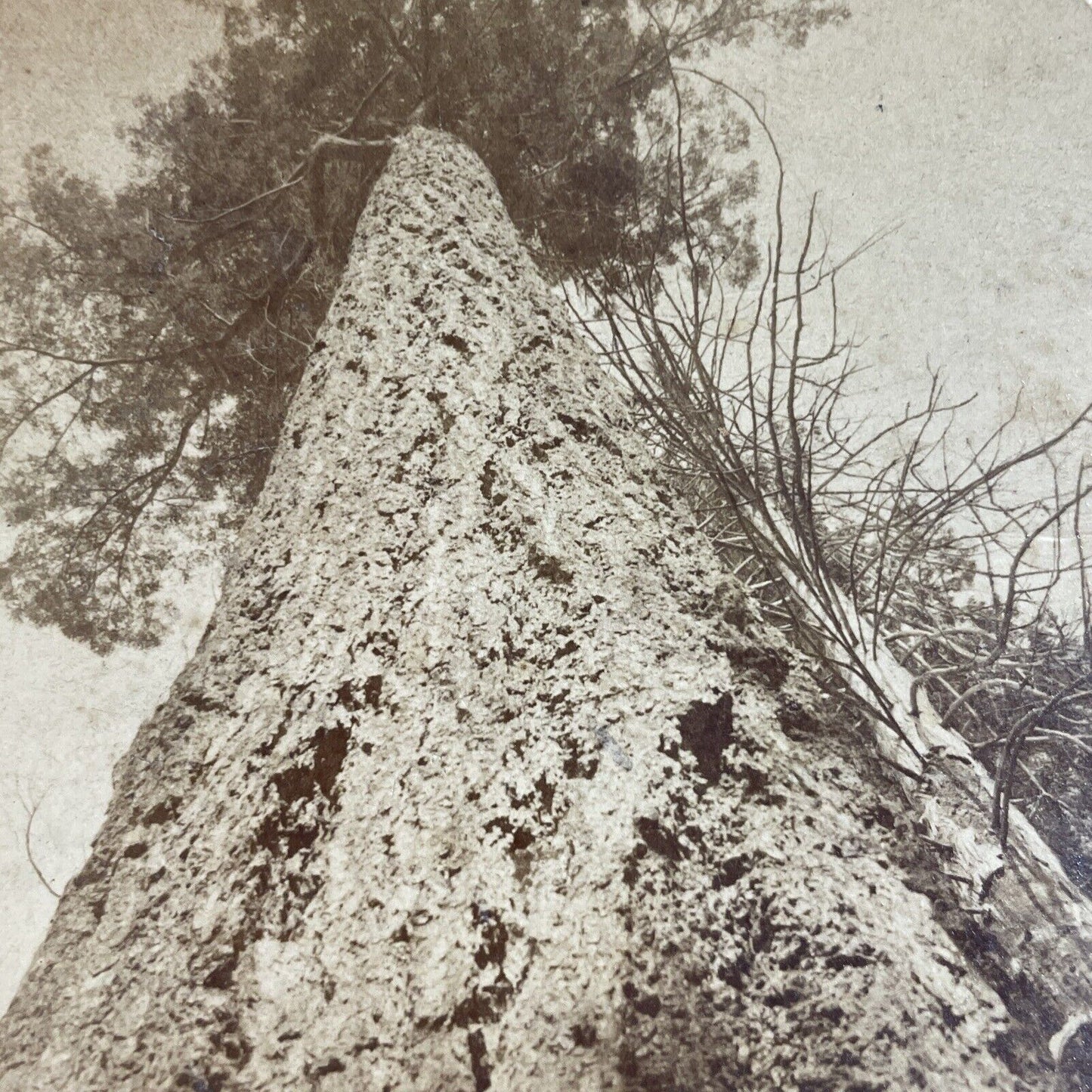 Antique 1900 Giant Pine Tree Stanley Park Vancouver Stereoview Photo Card P3606