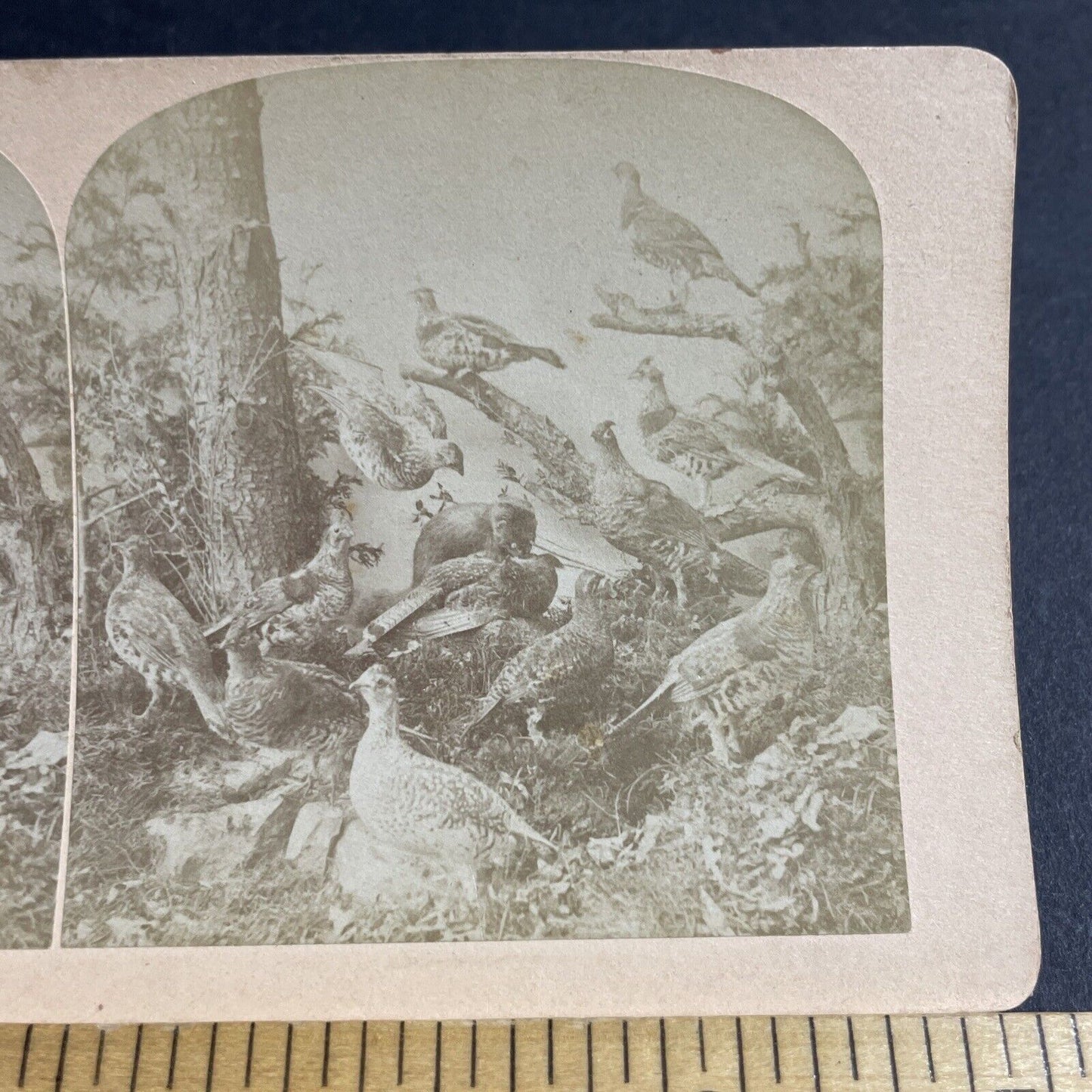 Antique 1870s Stuffed Quail & Pheasants On Display Stereoview Photo Card P4077