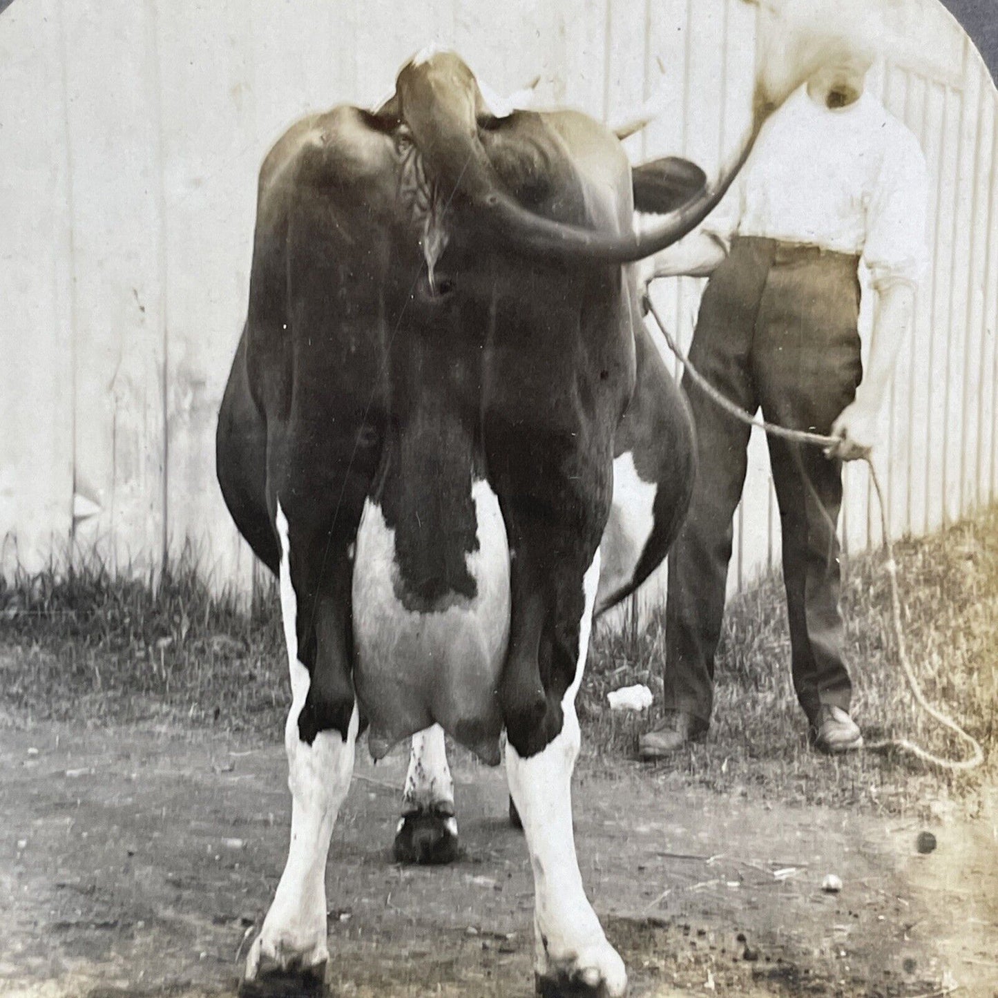 Holstein Cow Udder Toronto Exhibition Stereoview Rear View c1909 Y2746