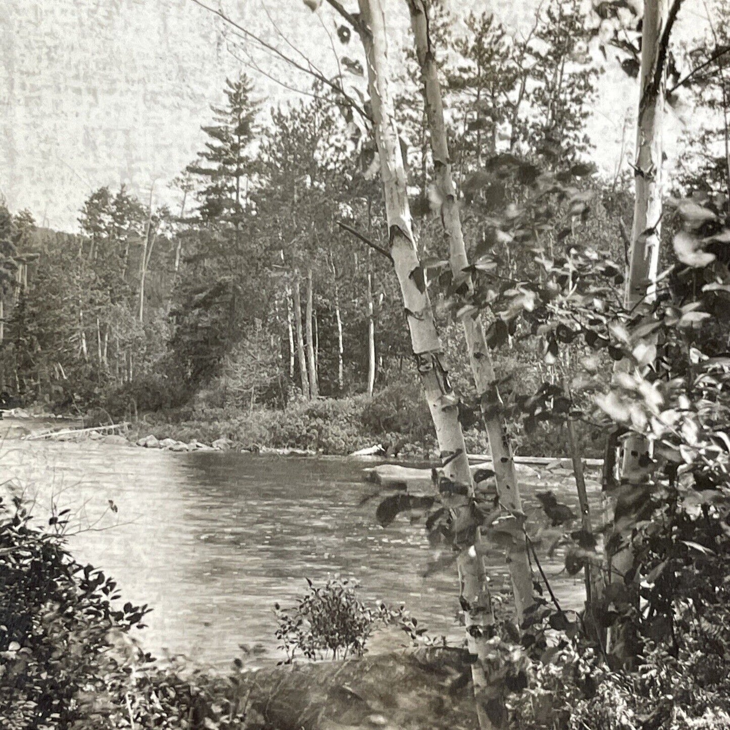 Lot of 3 Bass Lake Village California Stereoviews Camping Antique c1910s X3892