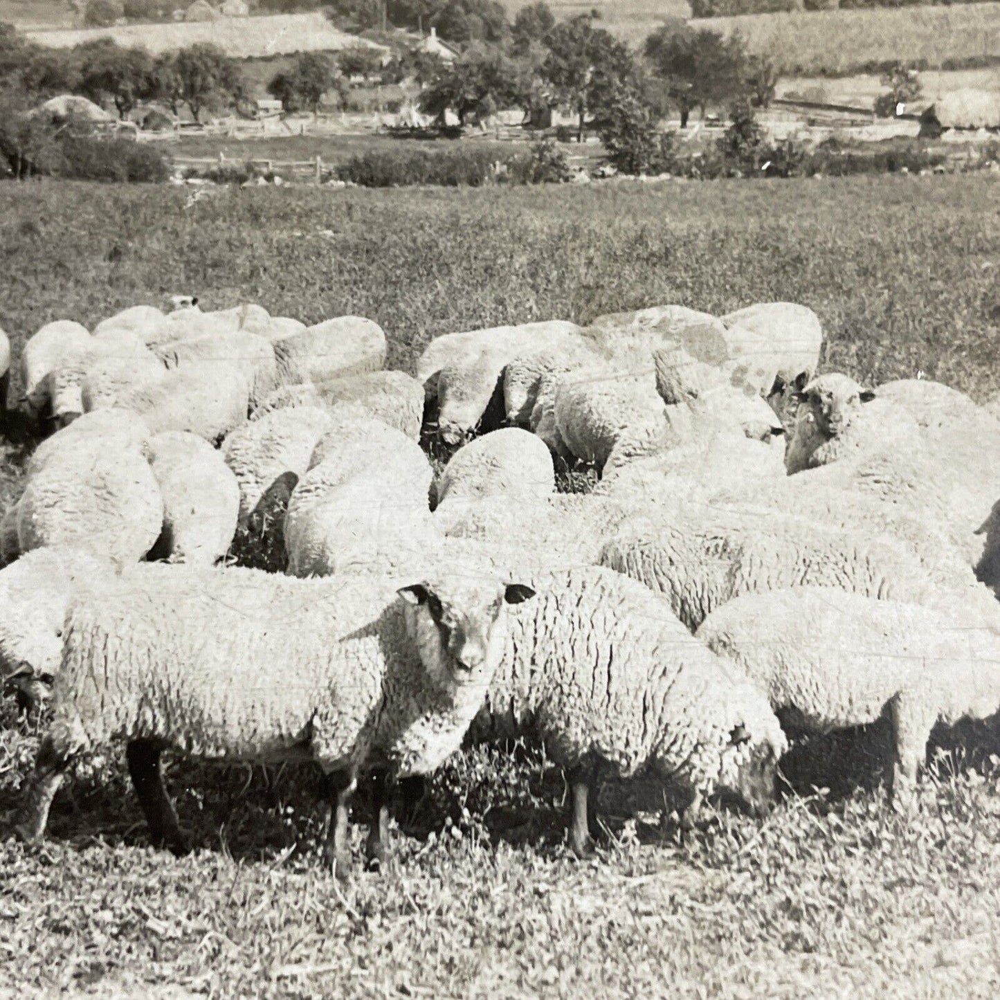 Antique 1906 Flock Of Shropshire Sheep Michigan Stereoview Photo Card P4263