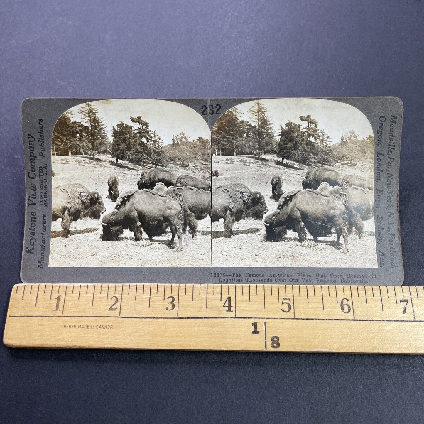 Antique 1909 The Last Wild Bison Herd In California Stereoview Photo Card P3503