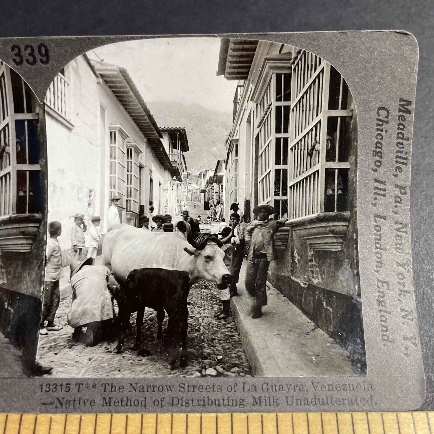 Antique 1910s Milking Cows In The Street Venezuela Stereoview Photo Card P3667