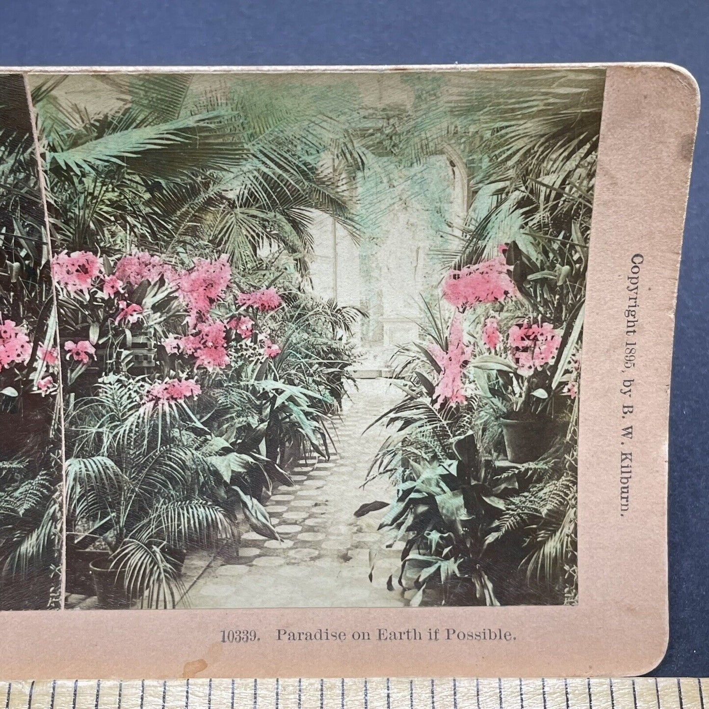 Antique 1895 Chicago World Fair Florida Exhibit Stereoview Photo Card P1877