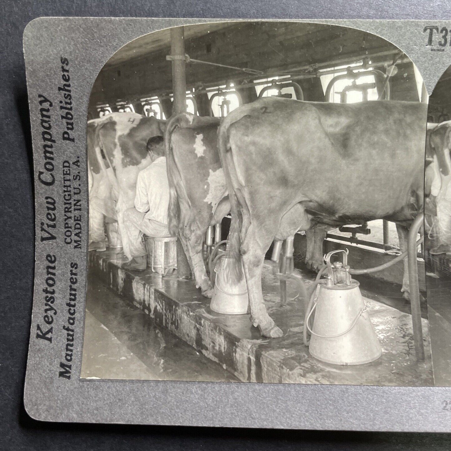 Antique 1920s Dairy Milk Farm Plainsboro New Jersey Stereoview Photo Card P1441