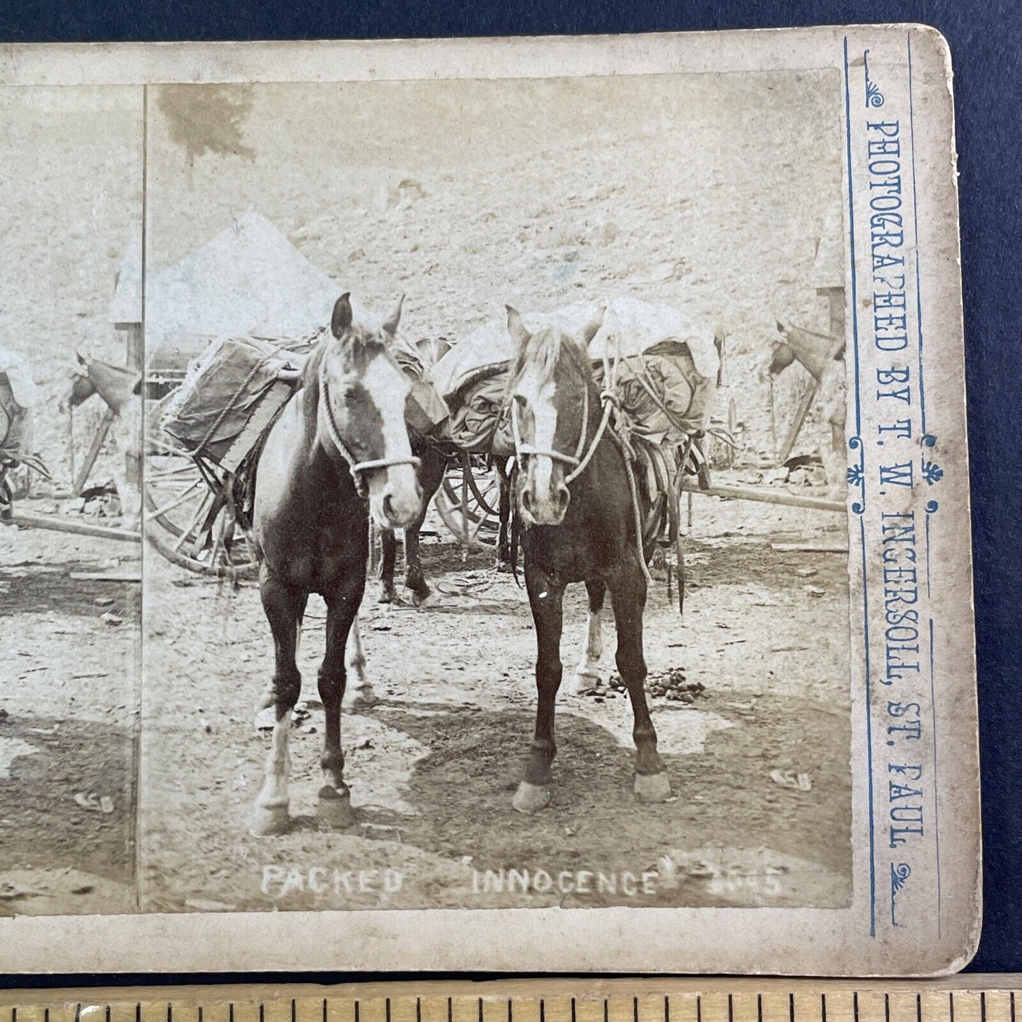 T.W. Ingersoll's Pack Horses Stereoview T.W. Ingersoll Antique c1888 Y428