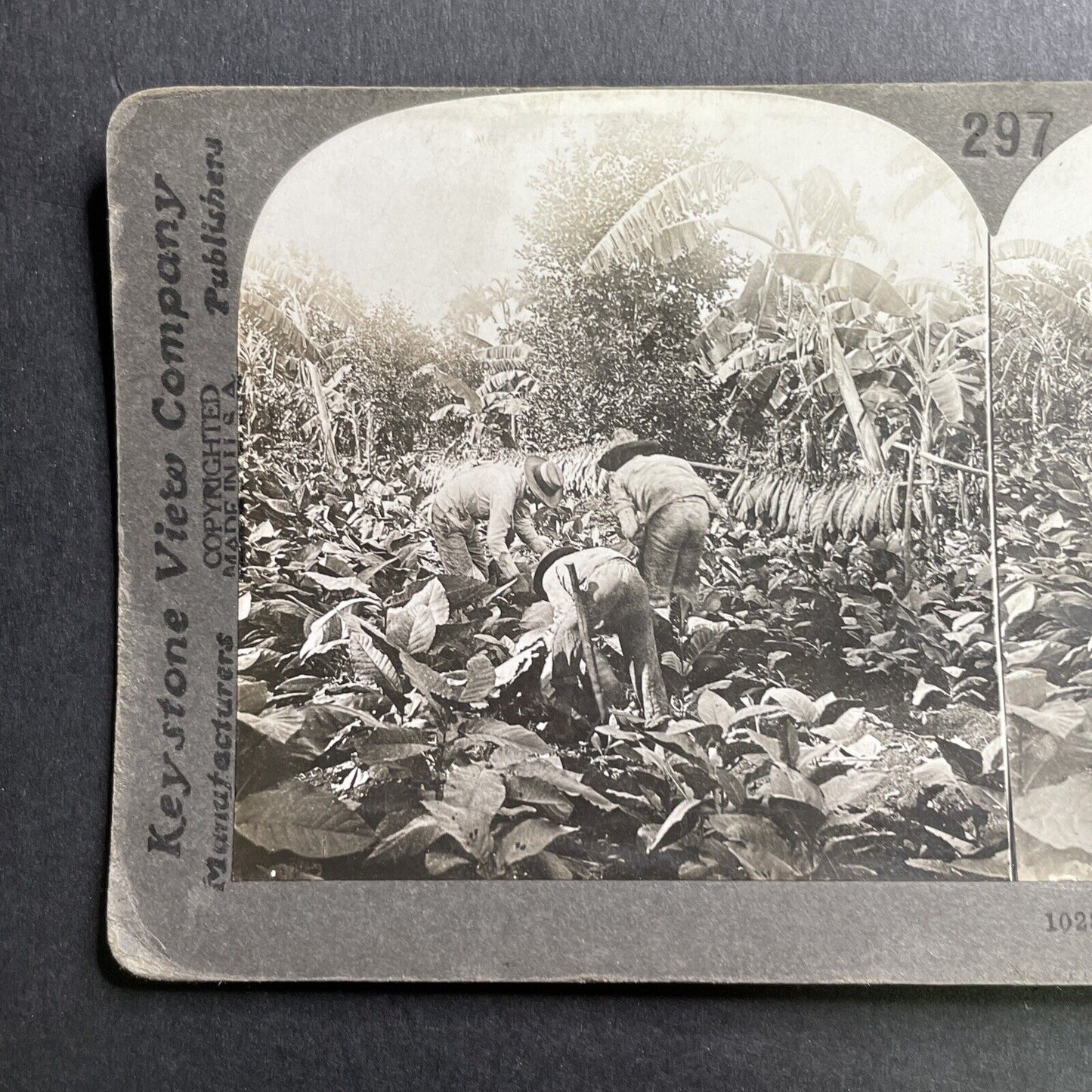 Antique 1918 Tobacco Farming Farm Havana Cuba Stereoview Photo Card P1613