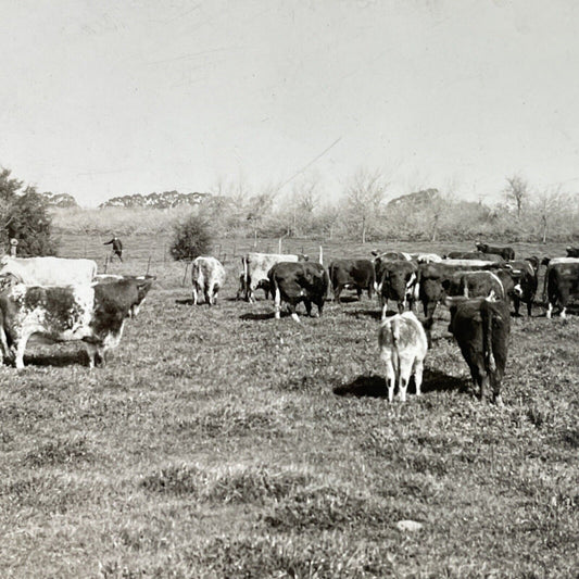 Antique 1910s Herd Of Cows Cattle La Plata Argentina Stereoview Photo Card P3728