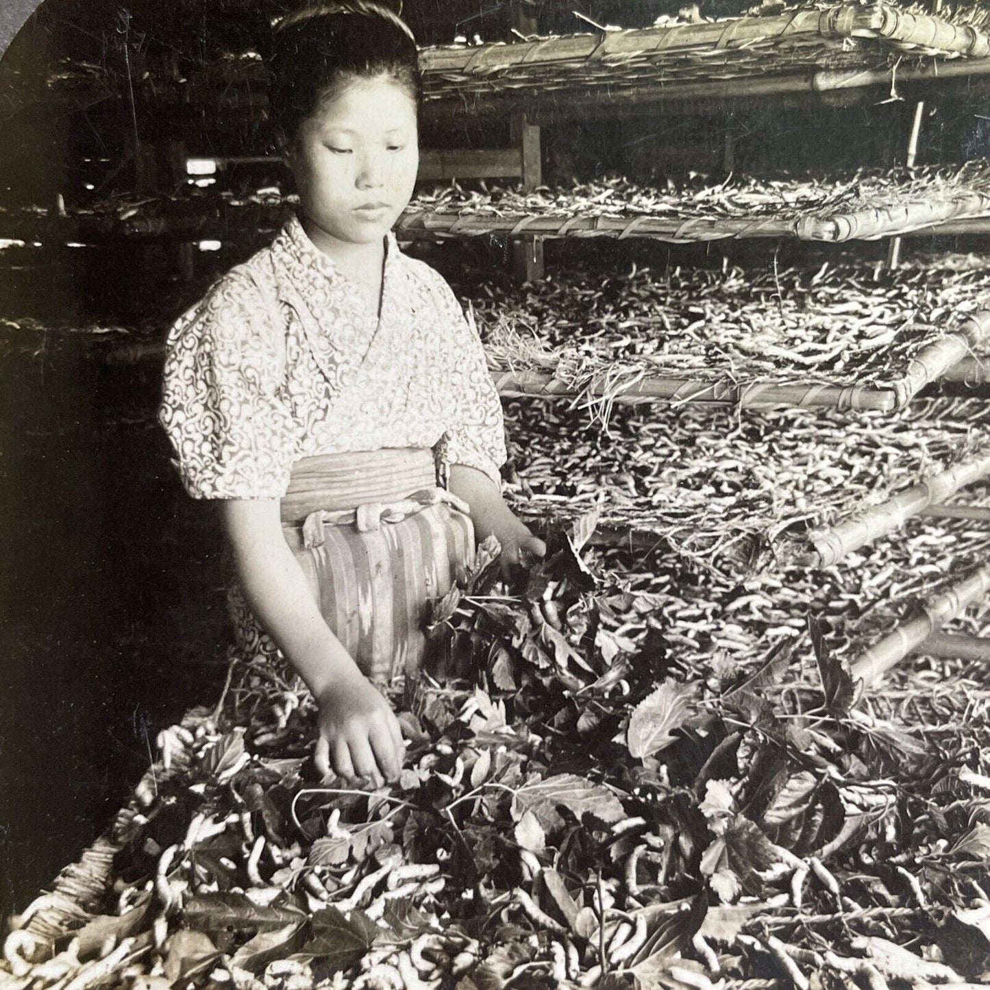 Antique 1904 Girl On Silkworm Farm Japan Stereoview Photo Card P1431